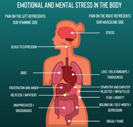 An image showing the internal organs of the body and which type of stress affects them most